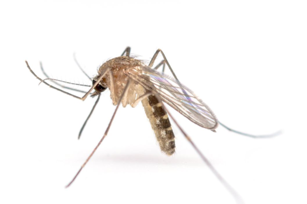 mosquitos
